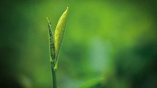 這片樹(shù)葉，改變了世界！