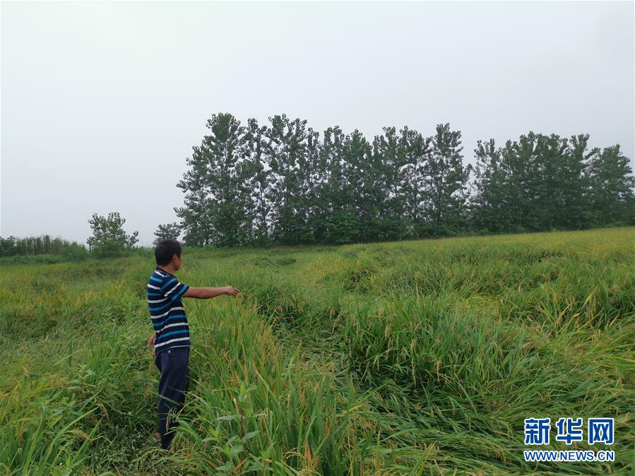 （新華視點(diǎn)·聚焦餐桌外的浪費(fèi)·圖文互動(dòng)）（2）顆粒歸倉(cāng)為何難實(shí)現(xiàn)？我國(guó)糧食收割環(huán)節(jié)損失驚人