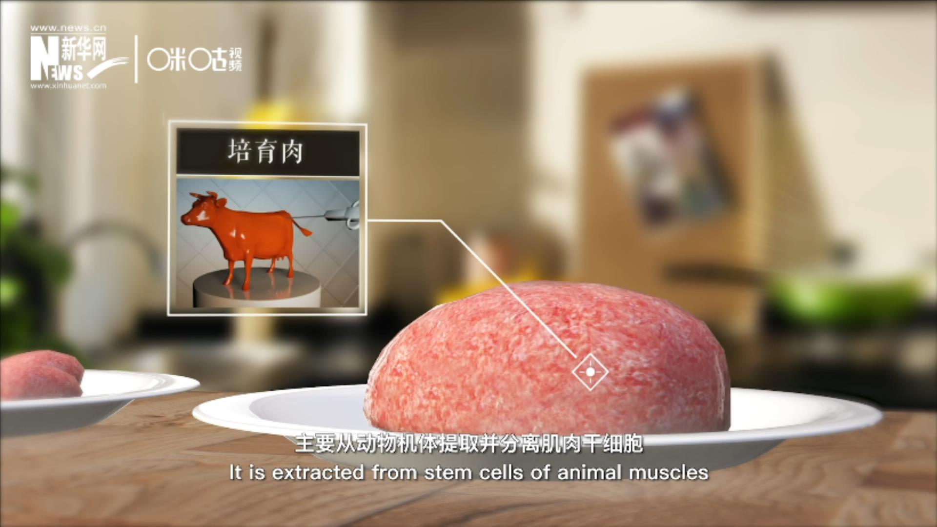 培育肉主要是從動物機體提取并分離肌肉干細胞，在實驗室里培養(yǎng)而成