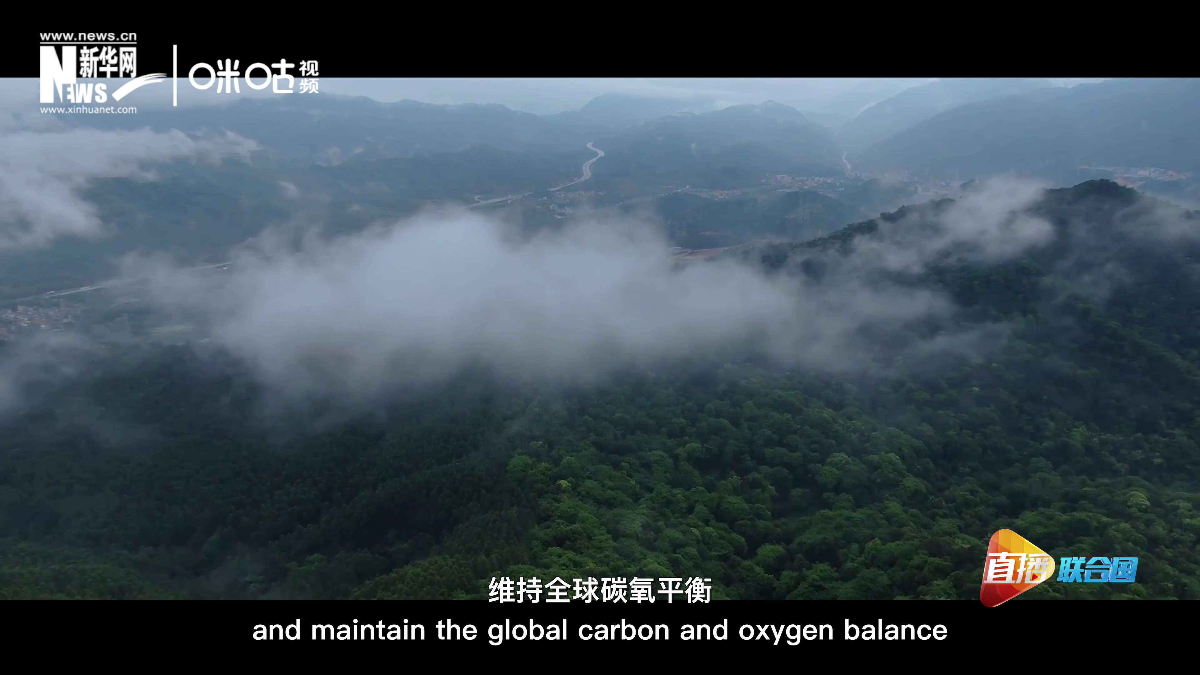 森林的碳匯可以協(xié)助減緩氣候變化，維持全球碳氧平衡