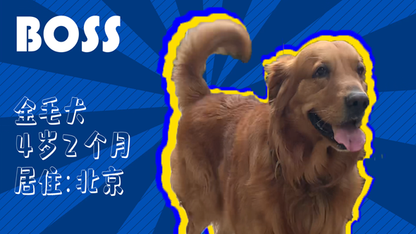 有效拴繩&科學遛狗——如何文明養(yǎng)犬？“撿屎官”們快看過來！